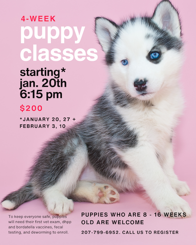Puppy Training Class description with image of huskie puppy Puppy Training Class description with image of huskie puppy