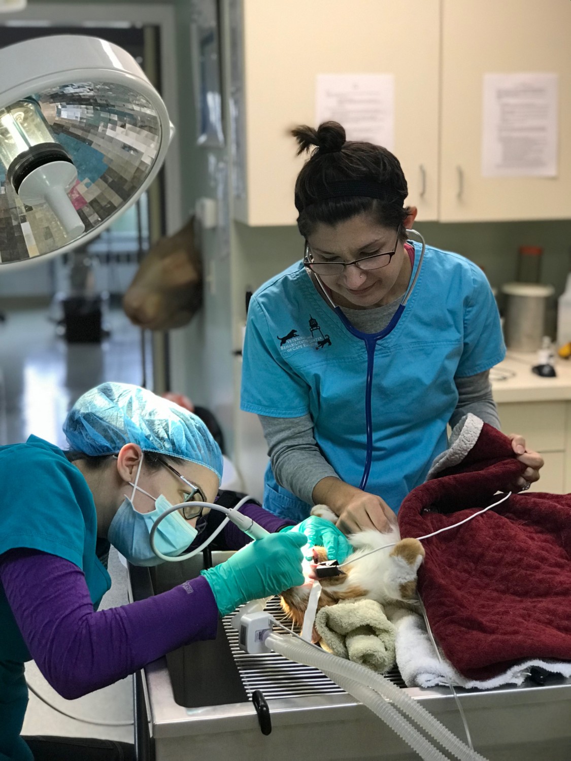Veterinary nurses Kristin Harmon, Richele Grenier-Chatto, nurses and technicians recognized for excellence in veterinary health, popular cape vet hospital offers dentals, surgery, physical therapy, pet healthcare near South Portland veterinarian near Scarborough veterinary clinic close to