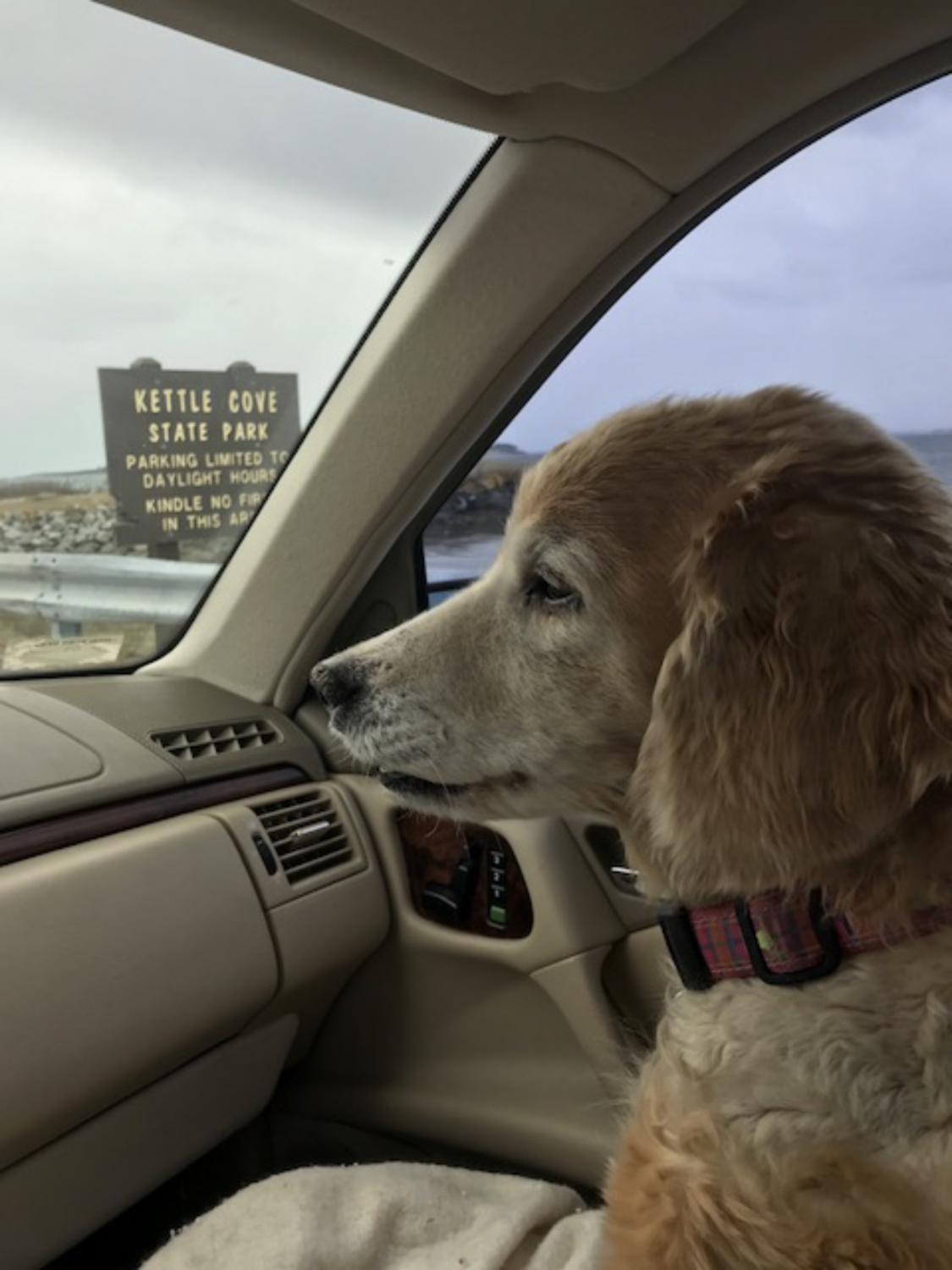 Sarah happy golden retriever at kettle cove