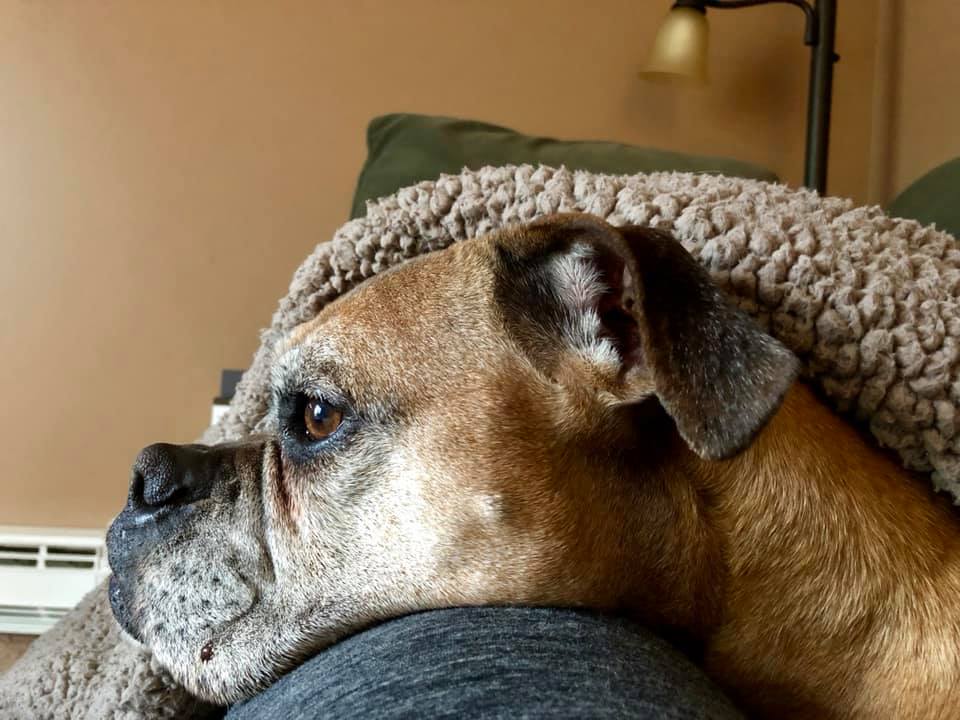 Roxy Rochelle (July 22, 2008 – June 27, 2019)