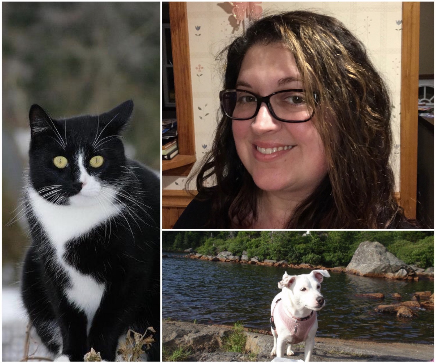 Pet sitter seeks home for senior cats after their owner suddenly dies