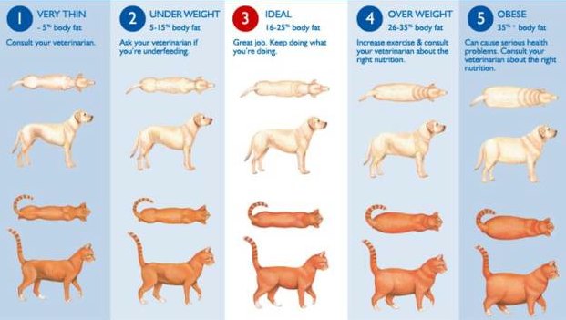 Body Condition Score Chart