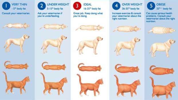 Is My Pet Fat 