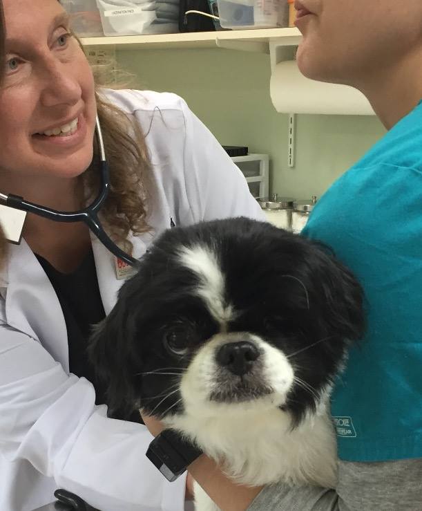 Dr Ginger Browne Johnson, DVM, CCRP, Veterinarian at Veterinary and Rehabilitation Center of Cape Elizabeth, pet exam with dog in Cape Elizabeth, AAHA accredited veterinary hospital near west end Portland Maine South Portland, scarborough  d