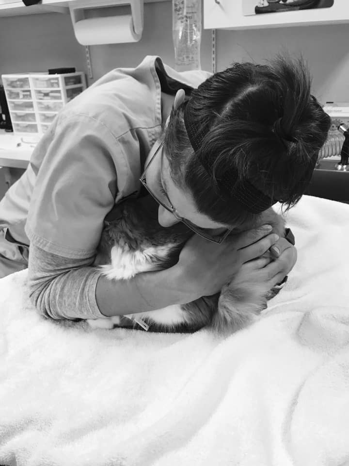 Veterinary and Rehabilitation Center of Cape Elizabeth, certified fear free practice in Cape Elizabeth near South Portland veterinary hospital near Portland Maine Cape vet hospital located in Cape Elizabeth near Scarborough 
