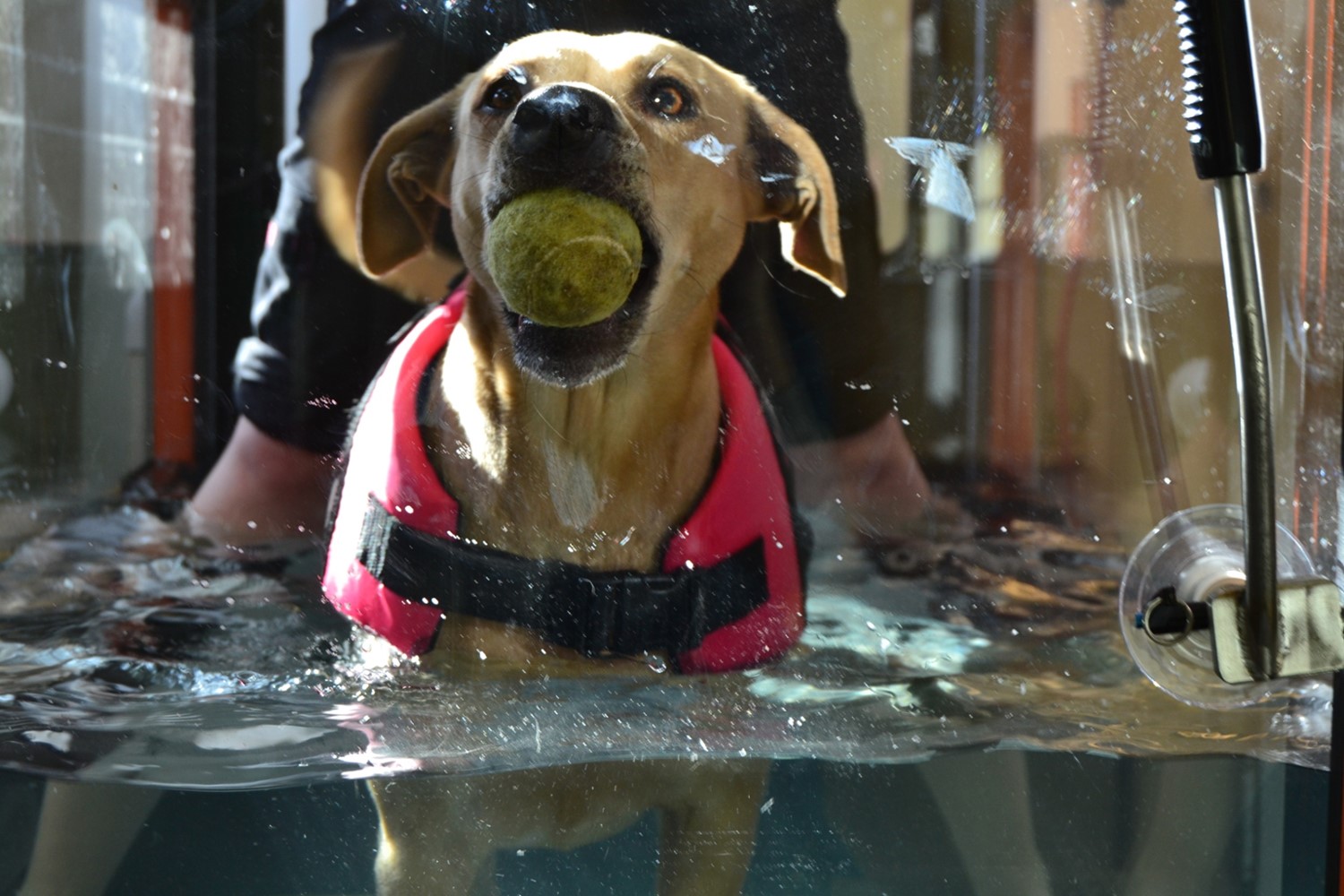 Veterinary and Rehabilitation Center canine rehabilitation underwater treadmill Portland veterinarian CCRP near South Portland veterinary physical therapy services for pets