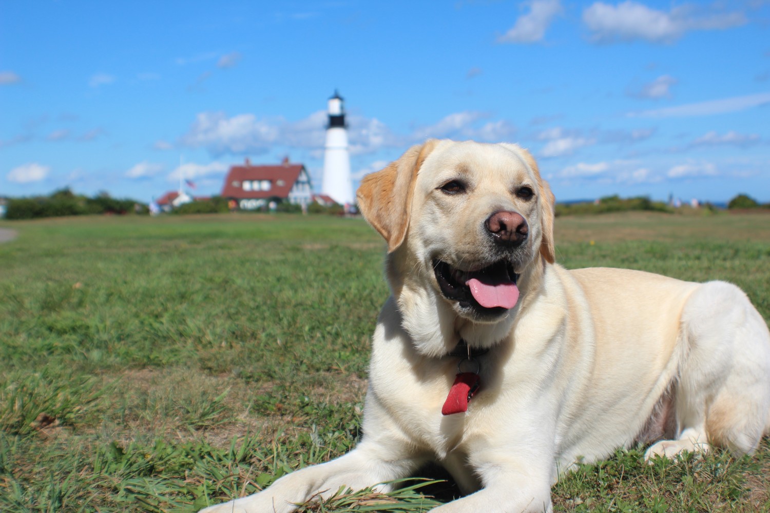 Dog with Barn in Background