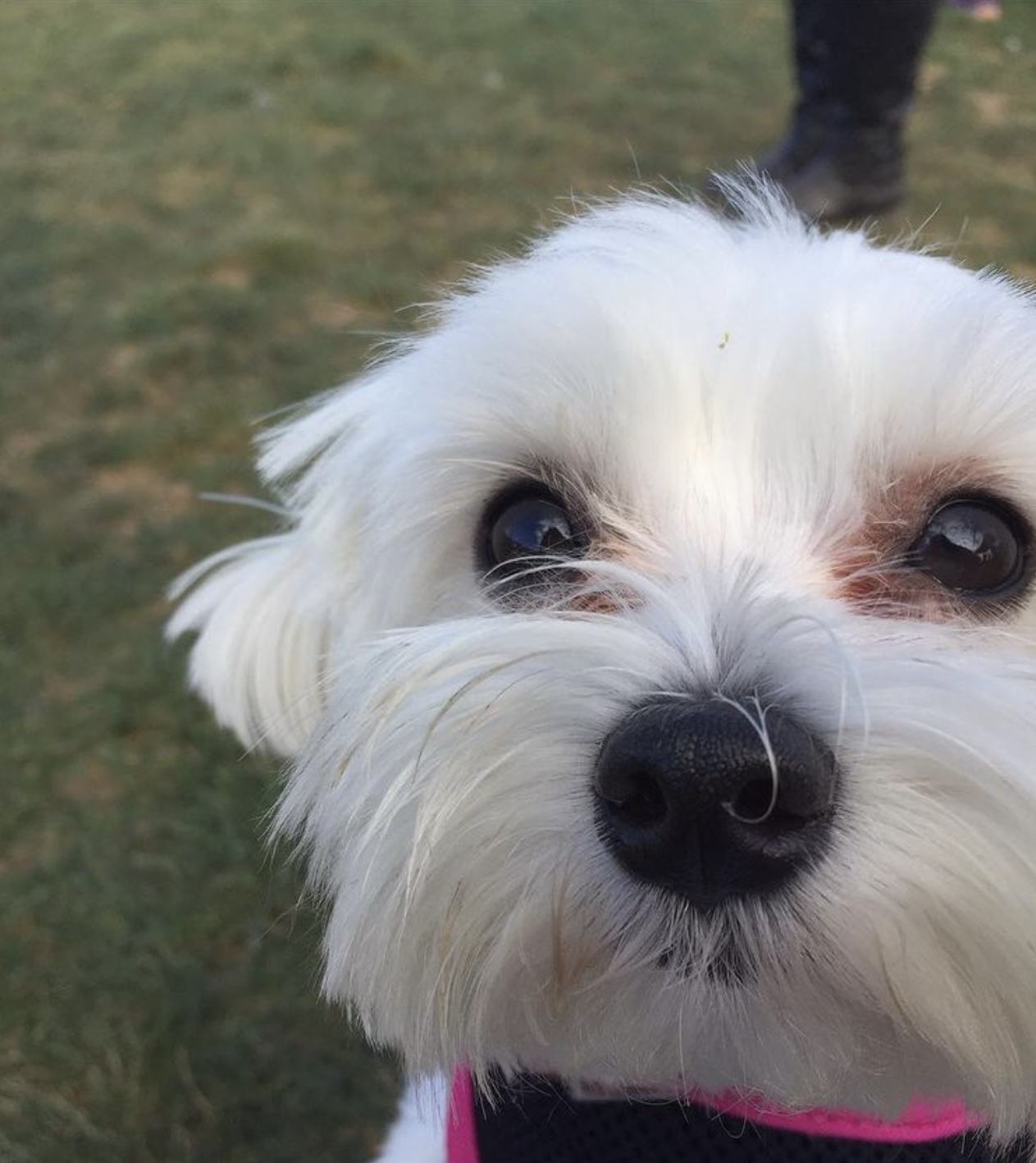 White Fluffy Dog