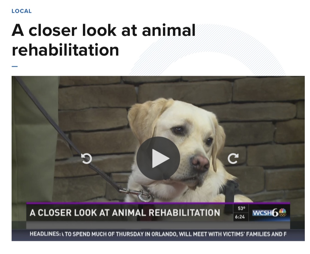 Dr. Ginger Browne Johnson of the Veterinary and Rehabilitation Center of Cape Elizabeth discusses Canine Rehabilitation on WCSH