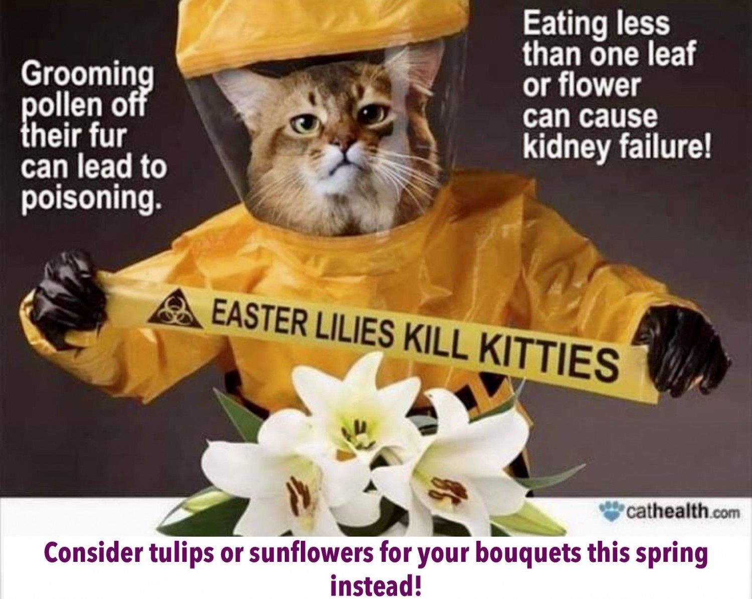 Lily toxin awareness post toxic to cats
