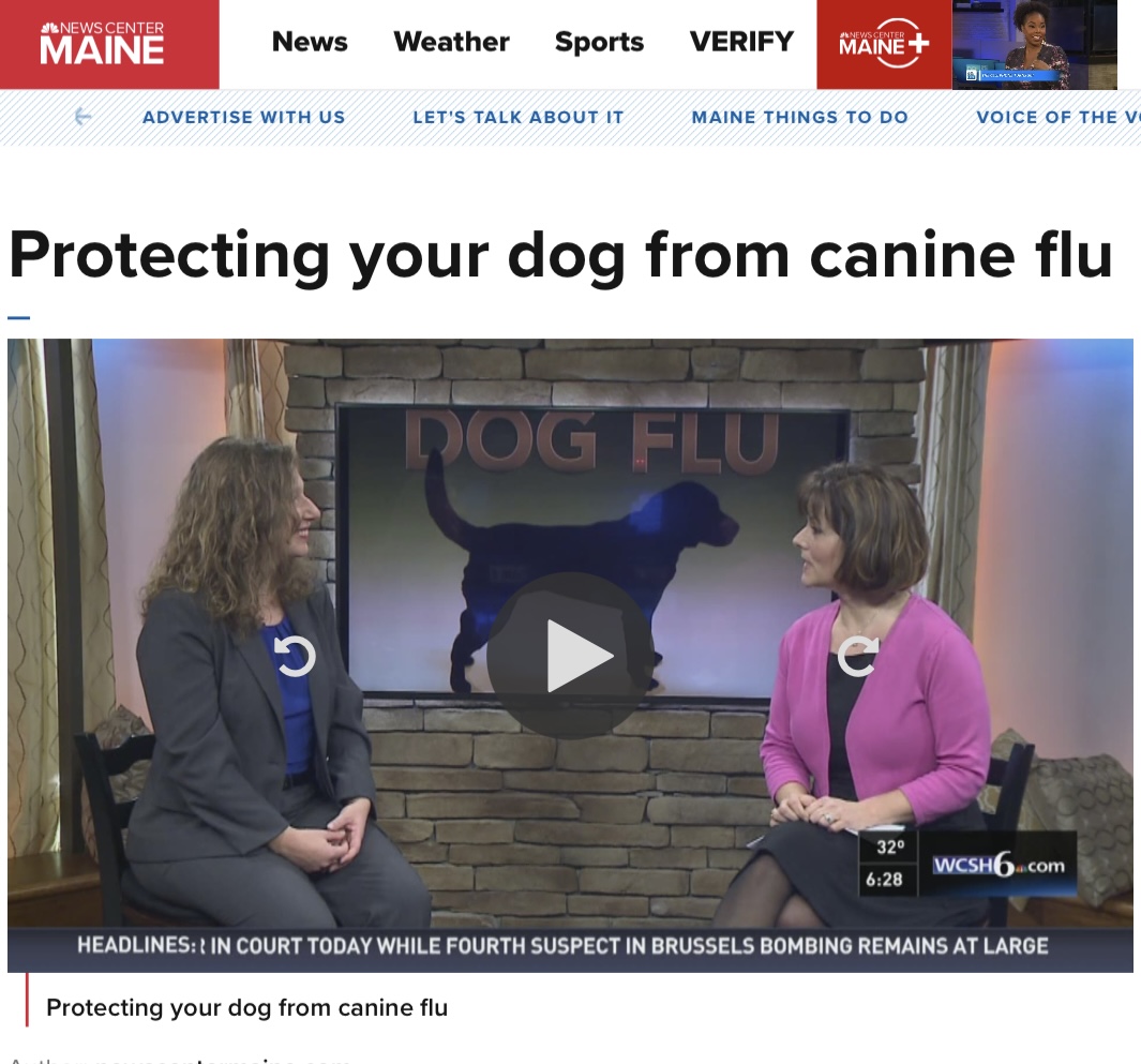 Dr. Ginger Browne Johnson of the Veterinary and Rehabilitation Center of Cape Elizabeth discusses Canine Flu on WCSH