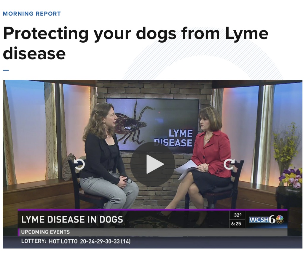 Dr. Ginger Browne Johnson of the Veterinary and Rehabilitation Center of Cape Elizabeth discusses Lyme Disease on WCSH