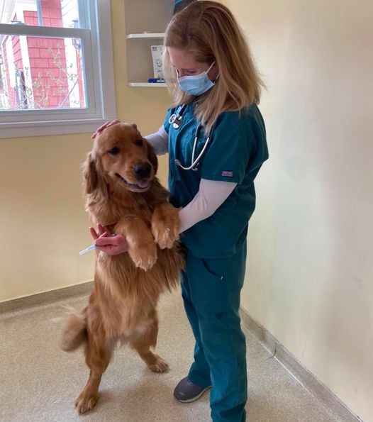 Veterinary and Rehabilitation Center of Cape Elizabeth, Dr. Nina Morris DVM, Veterinarian at locally owned Veterinary Center in Cape Elizabeth, vrcce, veterinary 