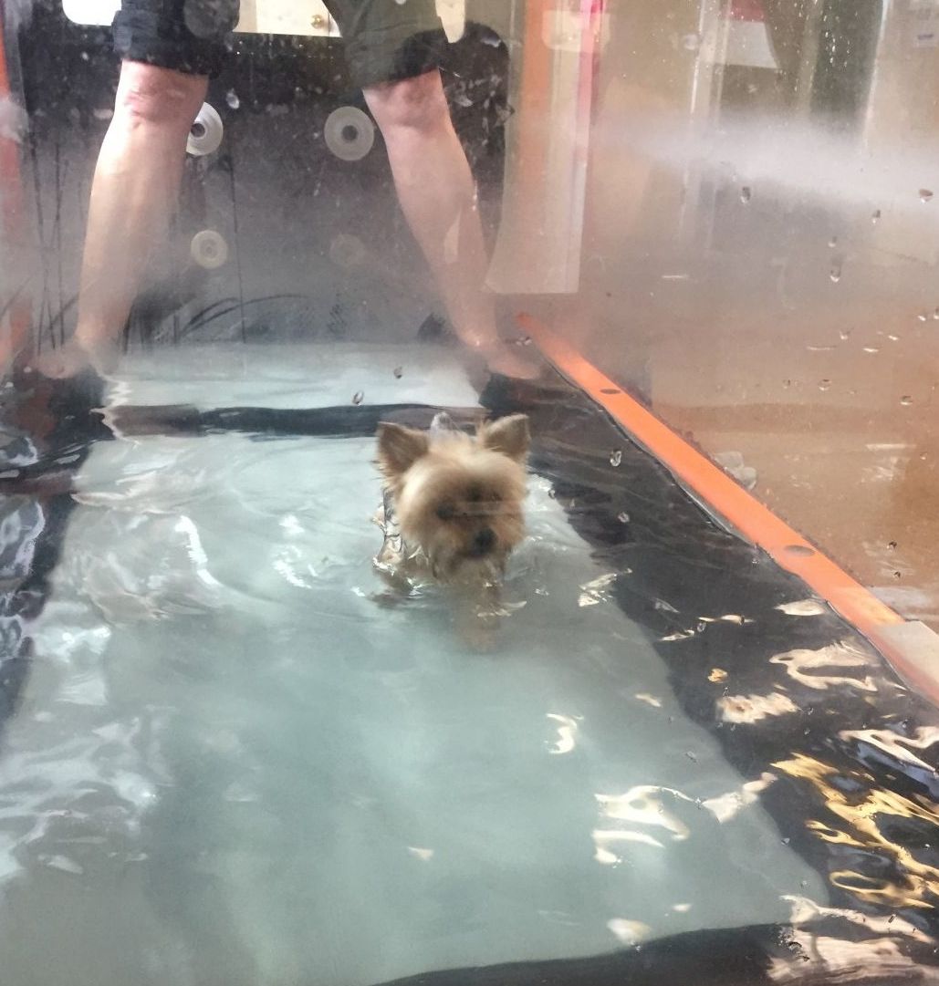 Veterinary and Rehabilitation Center of Cape Elizabeth, CCRP, Cute little Hana, physical therapy canine underwater treadmill