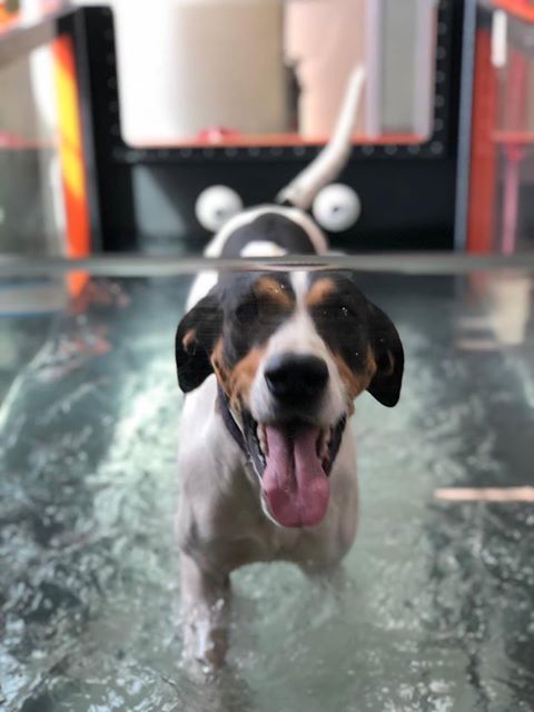 Sports medicine for dogs, pet physical therapy, CCRP, Favorite Cape Veterinary Clinic now offering underwater treadmill, Veterinary and Rehabilitation Center of Cape Elizabeth