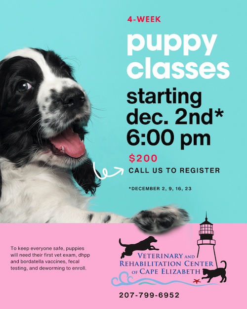 Puppy class flier with image of puppy
