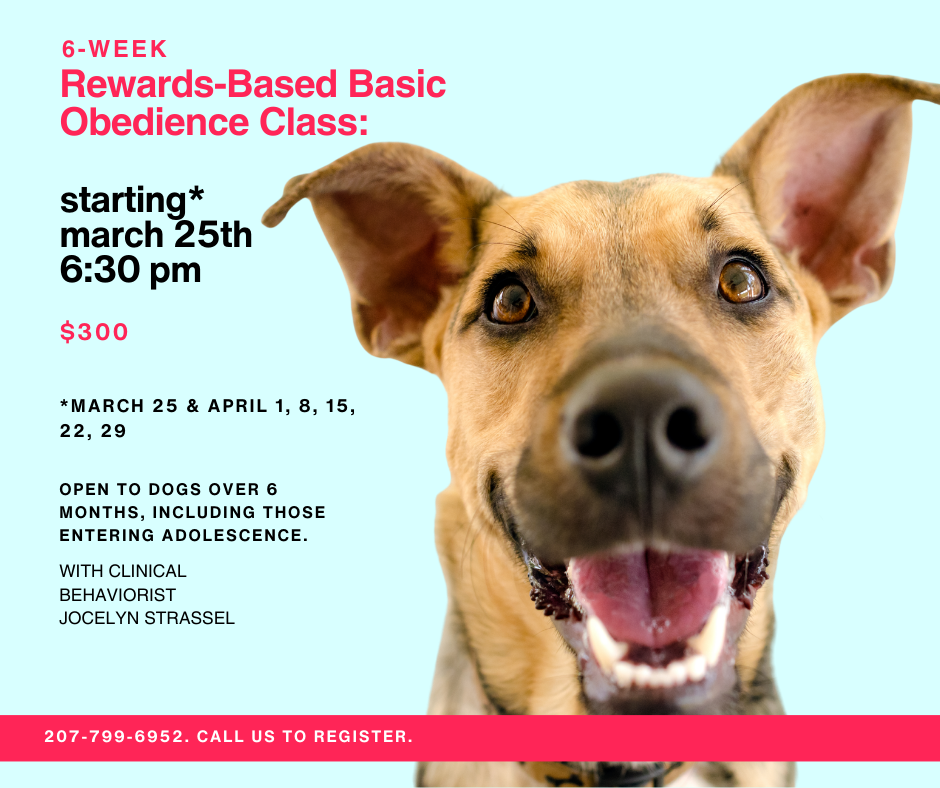 Dog Obedience Class description with image of dog on a light aqua background