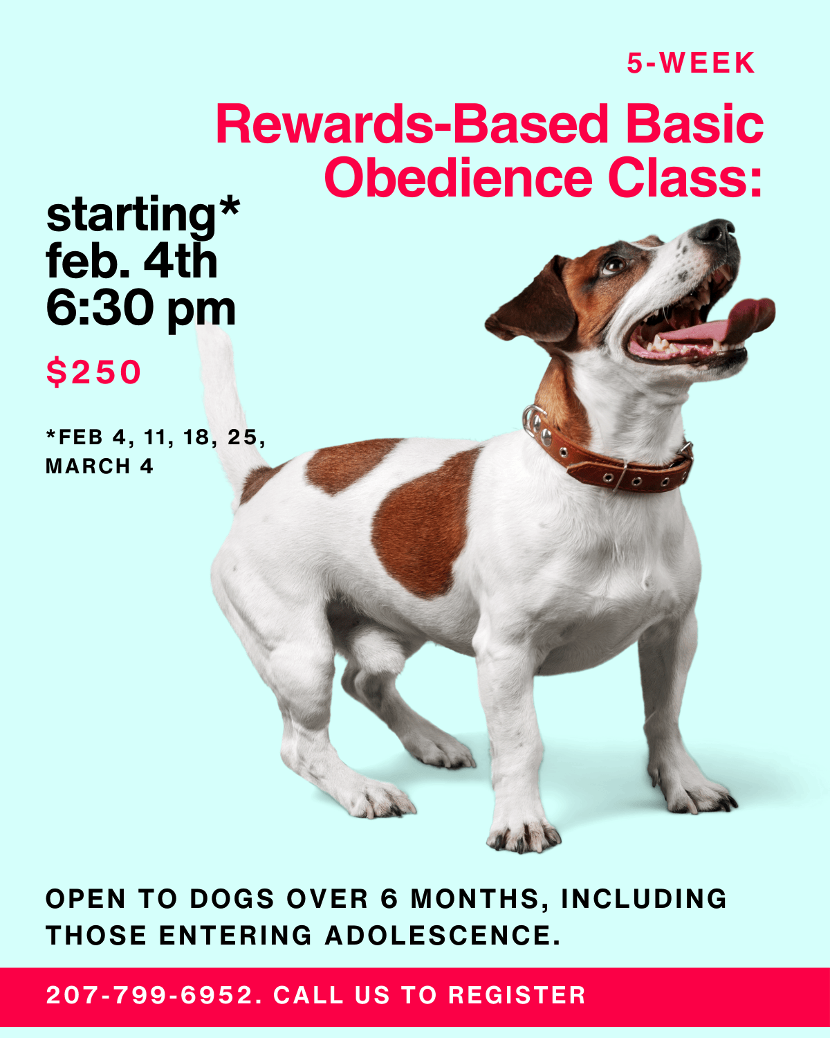 Rewards-Based Basic Obedience Class