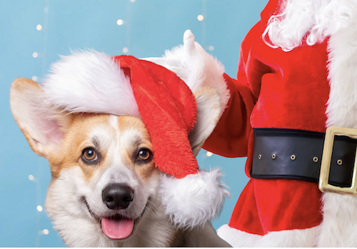 Santa with dog with a santa hat