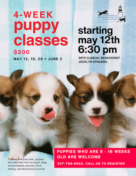 Puppy Training Class description